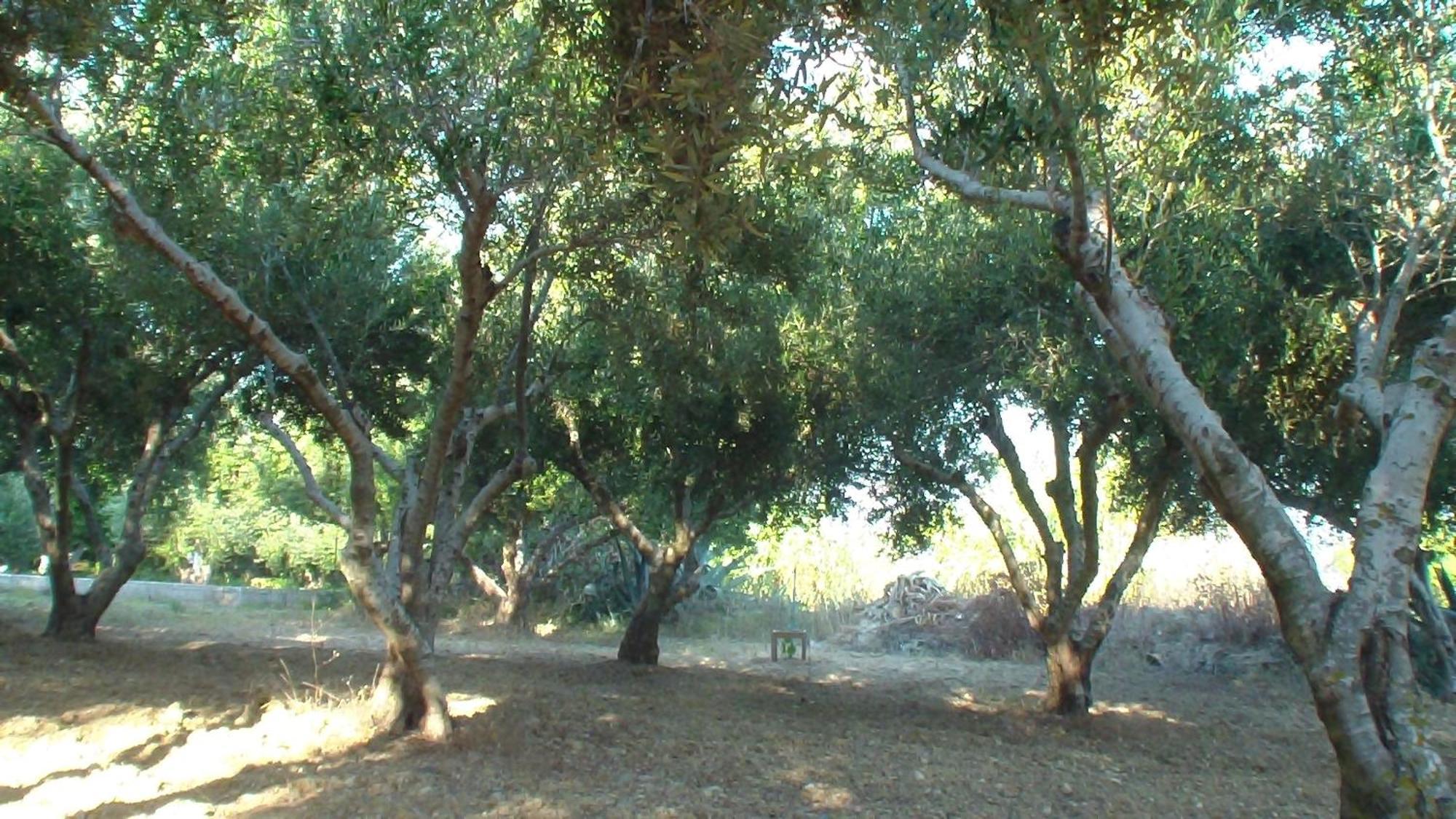 Creta Vassakis Studios Kefalos  Luaran gambar